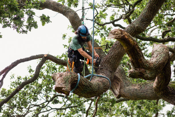 Trusted Warren, OH Tree Care Experts