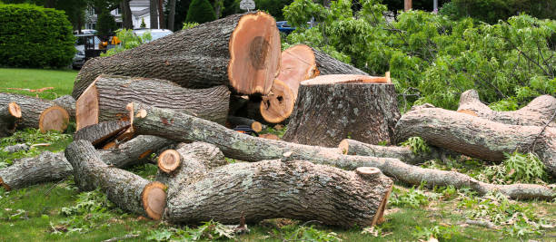 Best Tree Trimming and Pruning  in Warren, OH