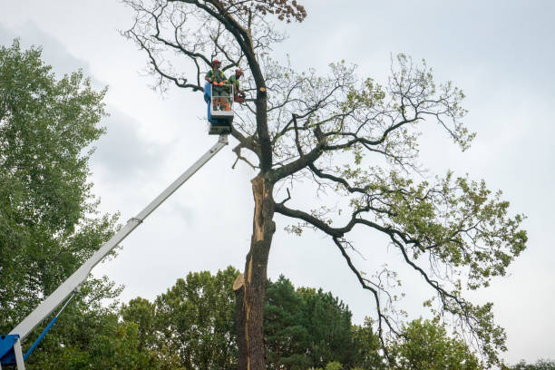 Best Tree Health Inspection  in Warren, OH