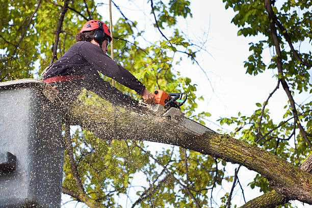 Best Commercial Tree Services  in Warren, OH